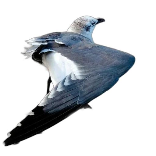 animal, umbrella, shoes, creature, photorealistic, 3d render, concept art, oil painting transparent PNG cut-out