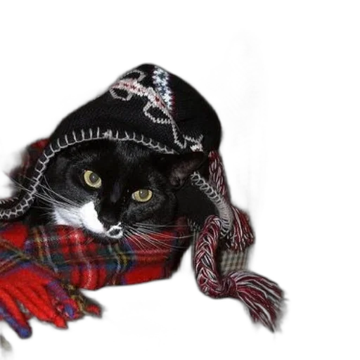 hat, animal, jacket, dress, black, cat, wearing, scarf transparent PNG cut-out