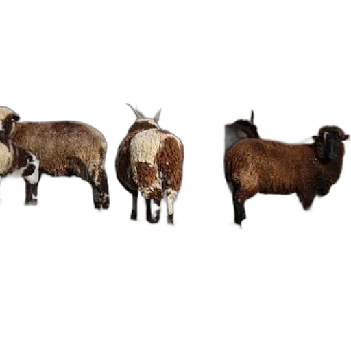 animal, furniture, photorealistic, three, sheep, stand, yard, one transparent PNG cut-out