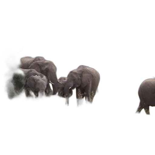 animal, creature, concept art, 3d render, photorealistic, fog, forest, rain transparent PNG cut-out