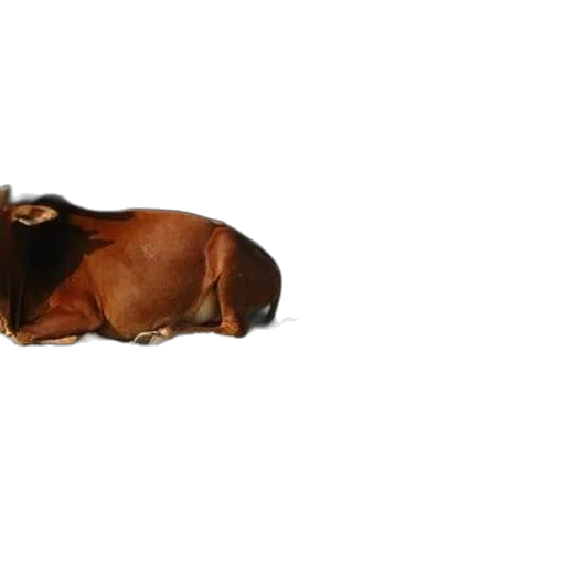 animal, creature, crown, shoes transparent PNG cut-out