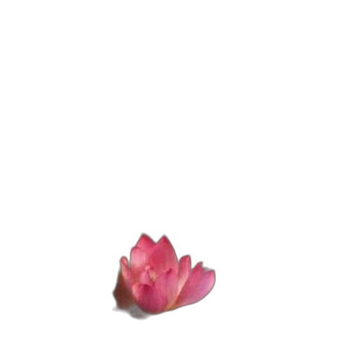 flower, jewelry, crown, food, 3d render, photorealistic, concept art, pixel art transparent PNG cut-out
