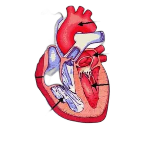 pixel art, anatomical, diagram, human, heart, highlighting, vena, cava transparent PNG cut-out