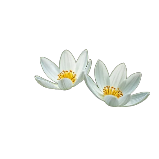flower, jewelry, crown, staff, 3d render, photorealistic, concept art, bunch transparent PNG cut-out