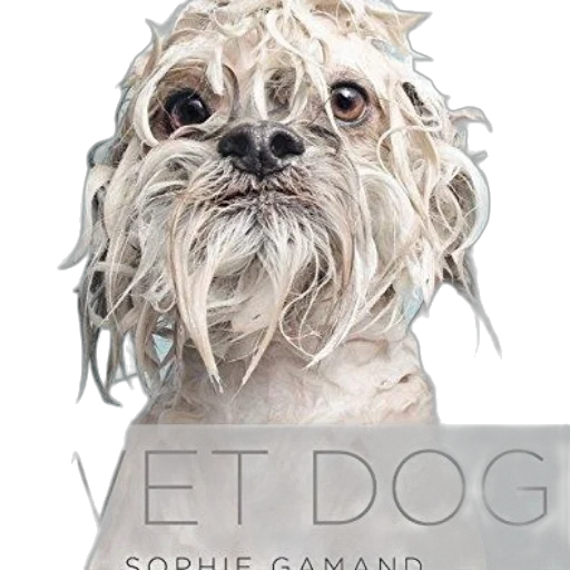 wet, dog, sophie, gamand, features, white, fur, light transparent PNG cut-out