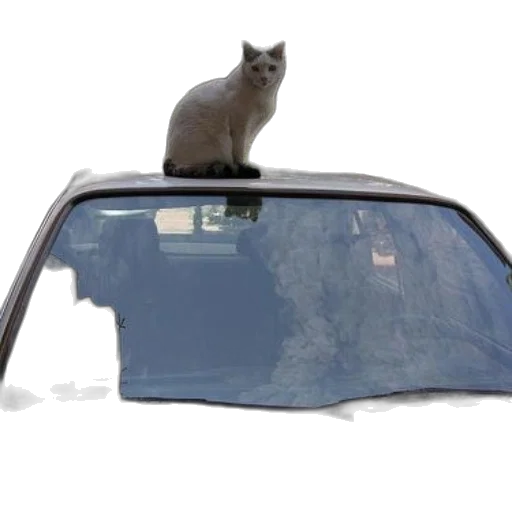 car, animal, hat, umbrella, photorealistic, white, cat, black transparent PNG cut-out