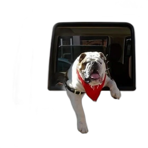animal, staff, hat, white, bulldog, red, bandana, sticks transparent PNG cut-out