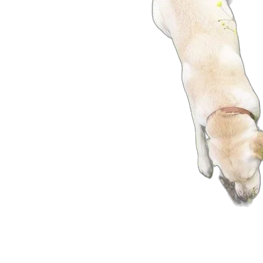 staff, animal, creature, shoes, watercolor, photorealistic, concept art, 3d render transparent PNG cut-out