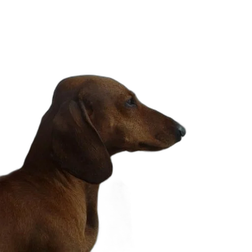 animal, staff, face, creature, photorealistic, 3d render, oil painting, concept art transparent PNG cut-out