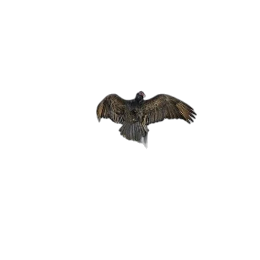 animal, creature, dragon, jacket, 3d render, photorealistic, concept art, pixel art transparent PNG cut-out