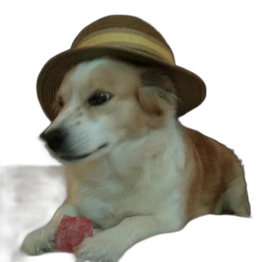 hat, animal, staff, creature, photorealistic, vaporwave, concept art, anime transparent PNG cut-out