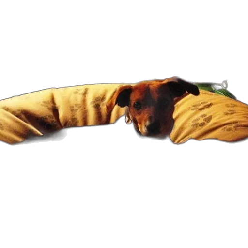 jacket, animal, food, staff, photorealistic, concept art, golden, dog transparent PNG cut-out