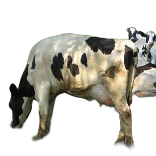 animal, creature, food, mask, photorealistic, 3d render, concept art, black transparent PNG cut-out