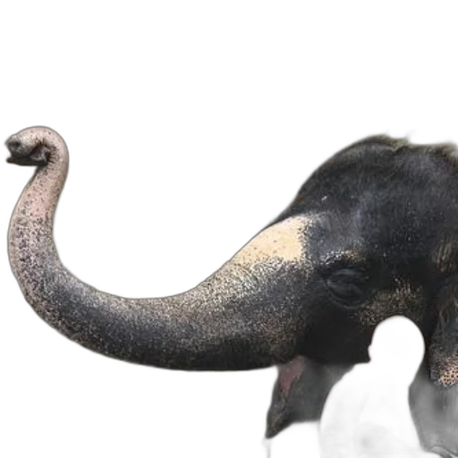 animal, creature, staff, hat, photorealistic, 3d render, concept art, person transparent PNG cut-out