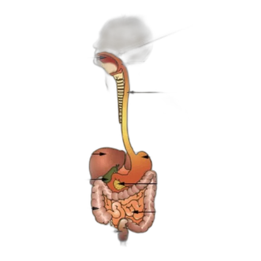 food, dragon, staff, animal, concept art, 3d render, anatomical, diagram transparent PNG cut-out