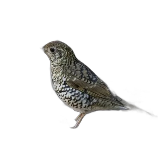 animal, staff, creature, dress, 3d render, photorealistic, concept art, speckled transparent PNG cut-out