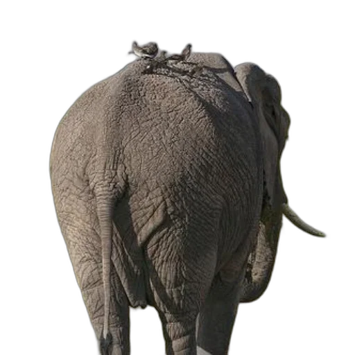 animal, hat, staff, crown, photorealistic, 3d render, concept art, majestic transparent PNG cut-out