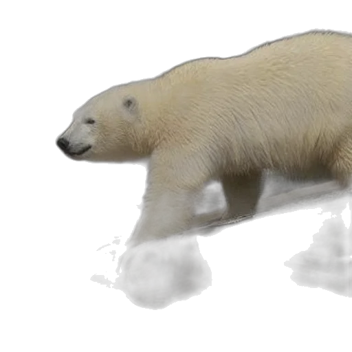 animal, creature, 3d render, concept art, photorealistic, polar, bear, walks transparent PNG cut-out