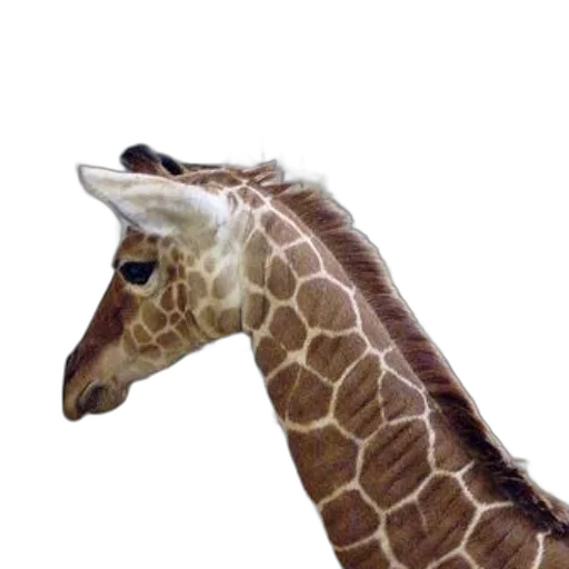 animal, creature, staff, hat, 3d render, photorealistic, concept art, watercolor transparent PNG cut-out