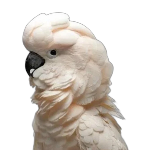 animal, creature, face, mask, photorealistic, 3d render, concept art, monochrome transparent PNG cut-out