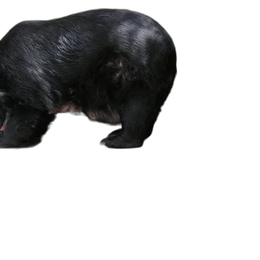 animal, creature, hair, staff, 3d render, photorealistic, concept art, mother transparent PNG cut-out