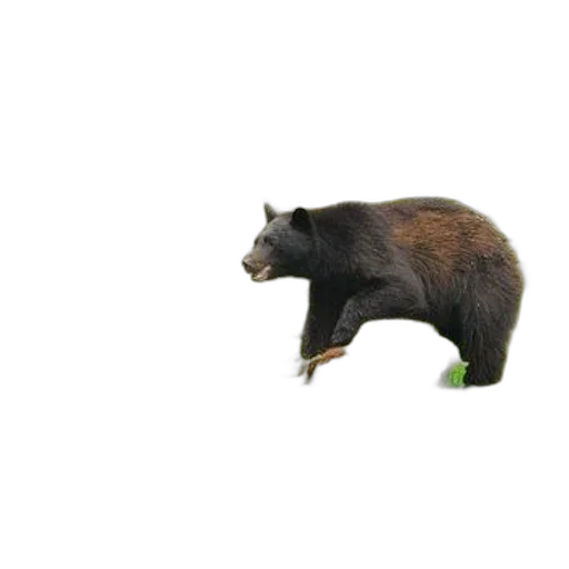 animal, creature, food, weapon, 3d render, concept art, pixel art, photorealistic transparent PNG cut-out