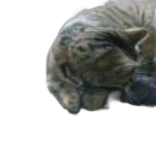 animal, creature, hat, face, photorealistic, 3d render, concept art, oil painting transparent PNG cut-out
