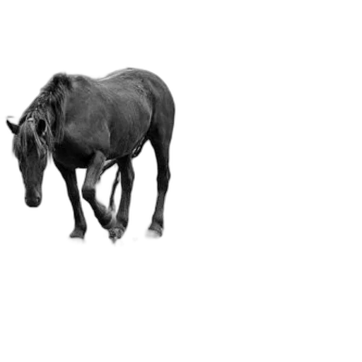 animal, creature, dragon, hat, photorealistic, 3d render, concept art, pencil sketch transparent PNG cut-out