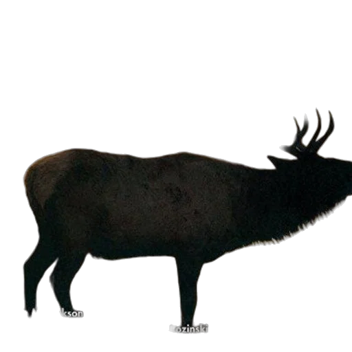 animal, creature, crown, hair, concept art, photorealistic, watercolor, 3d render transparent PNG cut-out