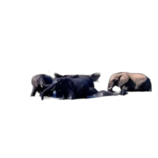 animal, creature, food, furniture, concept art, 3d render, photorealistic, pixel art transparent PNG cut-out