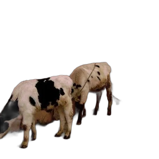 animal, food, creature, 3d render, concept art, photorealistic, two, cows transparent PNG cut-out