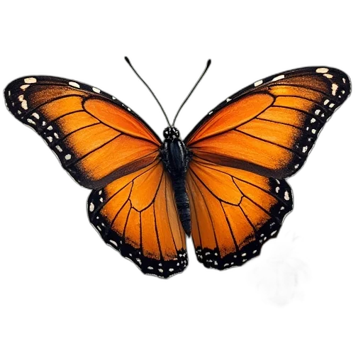 animal, jewelry, creature, crown transparent PNG cut-out