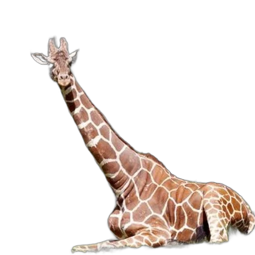 animal, creature, staff, shoes, concept art, photorealistic, 3d render, giraffe transparent PNG cut-out