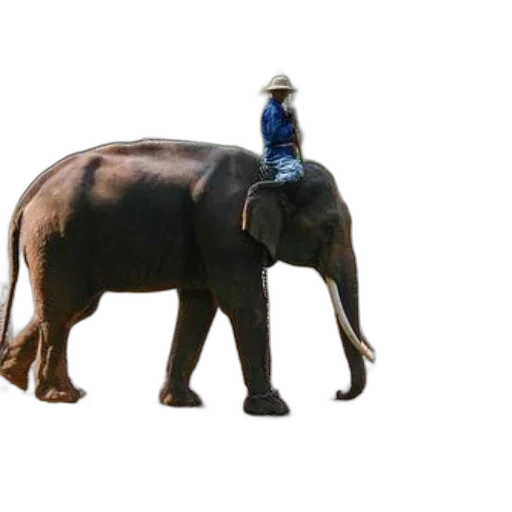 animal, bottle, hat, staff, 3d render, concept art, photorealistic, pixel art transparent PNG cut-out