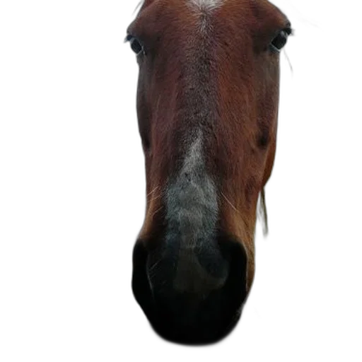 animal, face, hat, mask, photorealistic, 3d render, oil painting, concept art transparent PNG cut-out