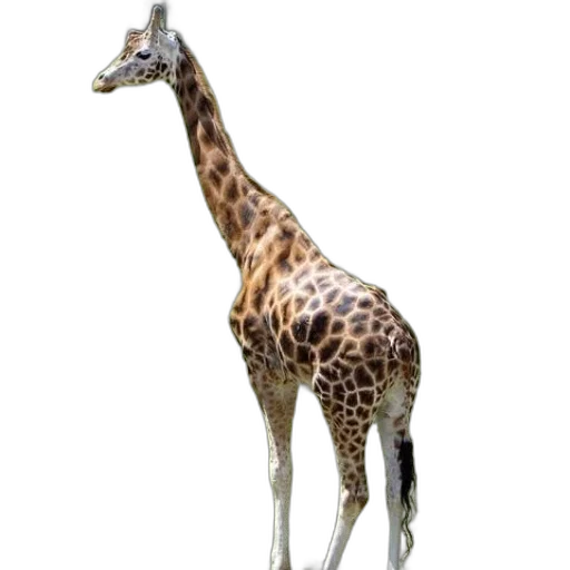 animal, creature, staff, dress transparent PNG cut-out
