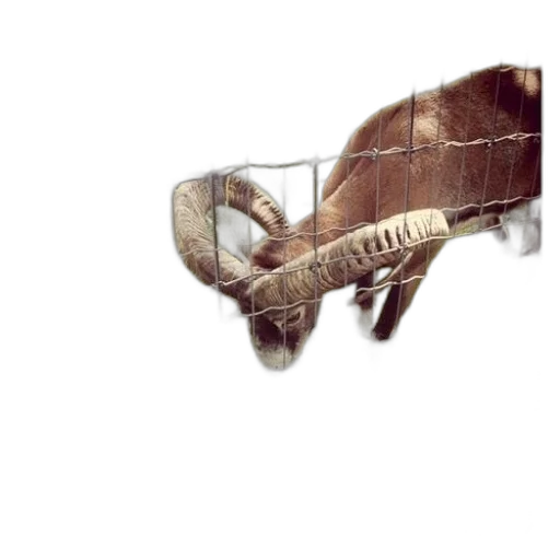 animal, creature, weapon, hair, concept art, photorealistic, watercolor, ram transparent PNG cut-out