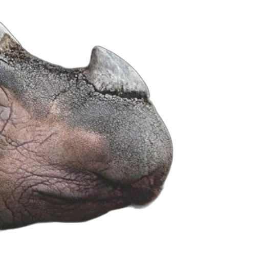 animal, face, creature, dragon, photorealistic, 3d render, concept art, book transparent PNG cut-out