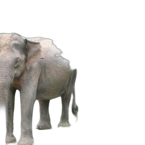 animal, creature, 3d render, photorealistic, concept art, elephants, lush, green transparent PNG cut-out