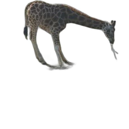 animal, creature, staff, dragon, 3d render, concept art, photorealistic, fantasy art transparent PNG cut-out