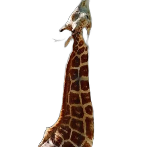 animal, staff, creature, umbrella, concept art, 3d render, photorealistic, fantasy art transparent PNG cut-out