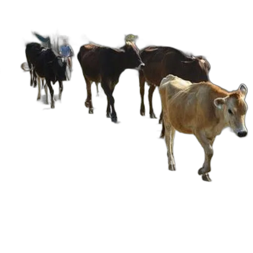 animal, jewelry, staff, concept art, 3d render, photorealistic, group, cows transparent PNG cut-out