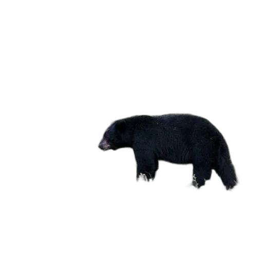 animal, creature, staff, food transparent PNG cut-out