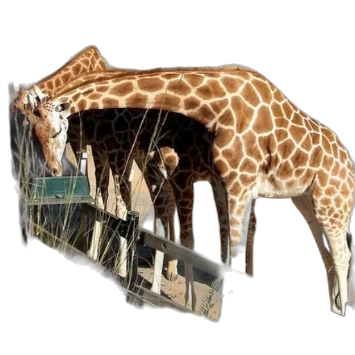 animal, creature, weapon, hat transparent PNG cut-out