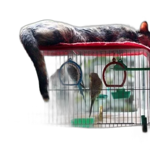 animal, furniture, cat, lounges, top, bird, cage, colorful transparent PNG cut-out
