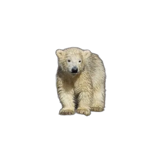 animal, creature, face, staff, 3d render, photorealistic, pixel art, concept art transparent PNG cut-out