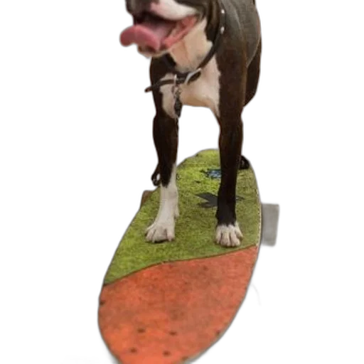 animal, creature, staff, shoes, photorealistic, 3d render, dog, stands transparent PNG cut-out