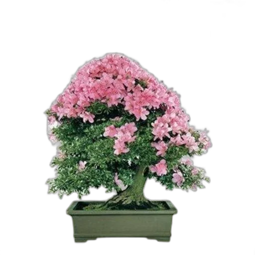 crown, flower, tree, staff, photorealistic, 3d render, forest, successful transparent PNG cut-out
