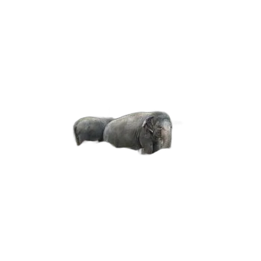 weapon, bottle, umbrella, furniture, 3d render, photorealistic, elephants, zoo transparent PNG cut-out