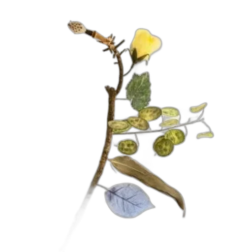 staff, flower, food, jewelry, concept art, 3d render, photorealistic, watercolor transparent PNG cut-out